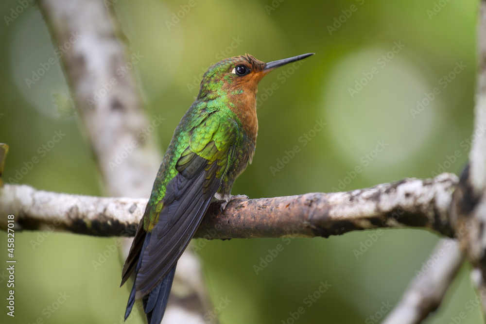 Obraz premium Purple-throated Mountaingem perched