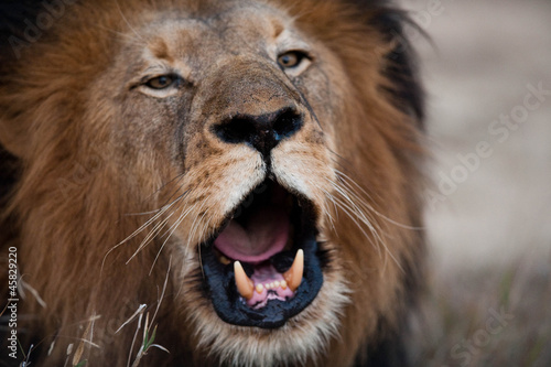 Fototapeta Naklejka Na Ścianę i Meble -  Lion barking