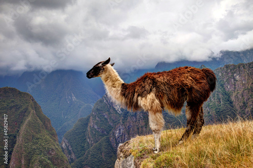 Alpaca at Machu Picchu