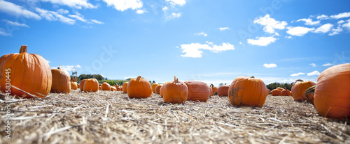 Pumpkins on display in the Fall