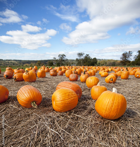 Pumpkins on display in the Fall