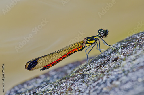 Wallpaper Mural Fiery Gem. Libellago aurantiaca, male damselfly Torontodigital.ca