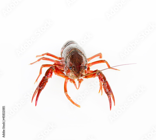 crayfish