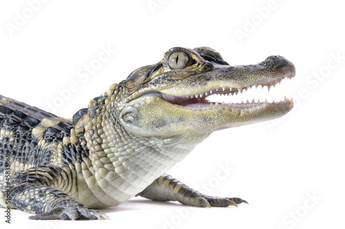 Close-up of young American Alligator on white background.