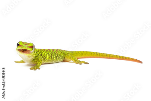 Madagascar day gecko on white background.