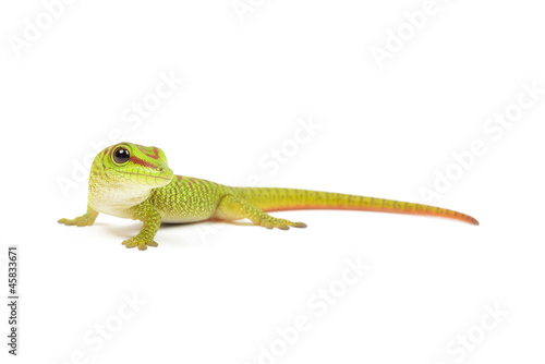 Madagascar day gecko on white background. © Eastman Arts