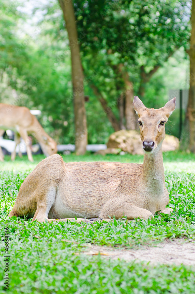 Female roe deer in a green field