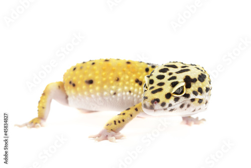 Leopard gecko on white background.