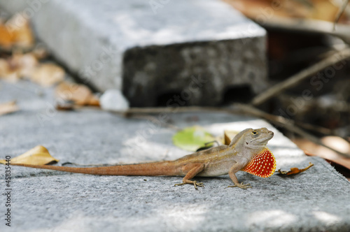 Puerto Rican Crested Anole
