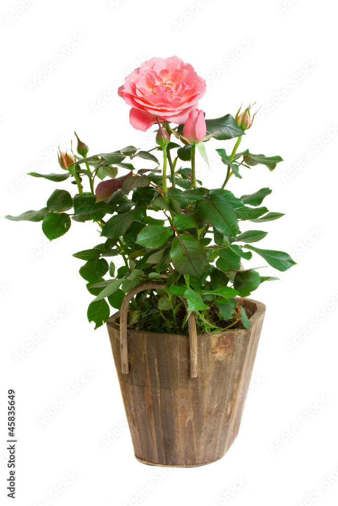 Fototapeta premium rose in pot