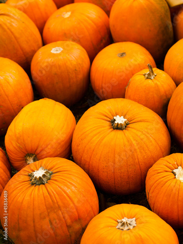 Big, orange pumpkins