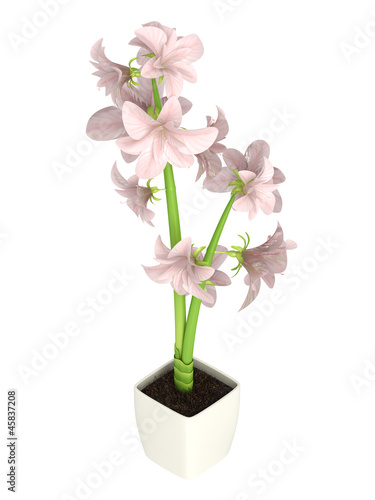 Pink Hippeastrum flowers