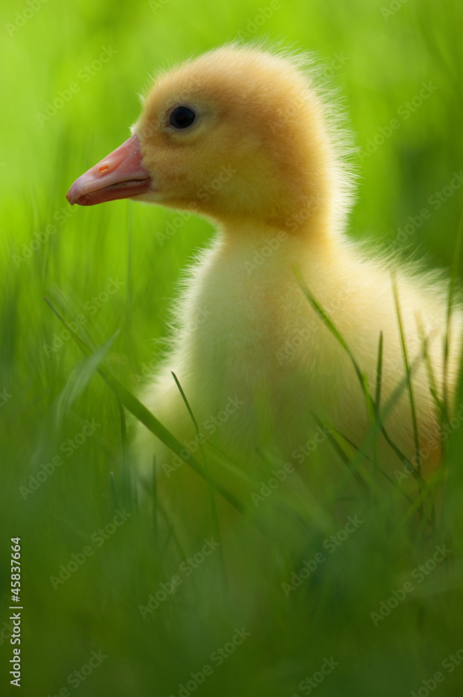 Domestic gosling Domestic gosling