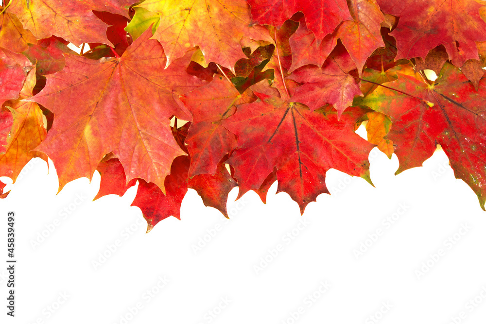 red autumn leaves frame red autumn leaves frame