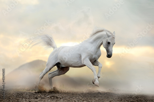 Fototapeta Naklejka Na Ścianę i Meble -  white arab stallion in dust