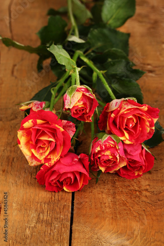 Beautiful red-yellow roses on wooden background close-up