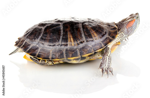 red ear turtle isolated on white photo