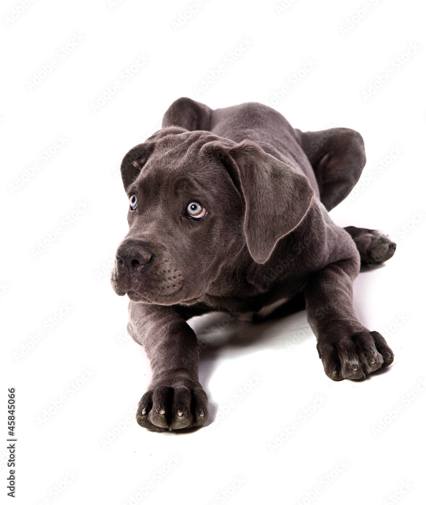 chiot Cané Corso femelle de 3 mois couchée chiot Cané Corso femelle de 3 mois couchée