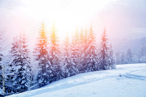 Beautiful winter landscape with snow covered trees © byrdyak
