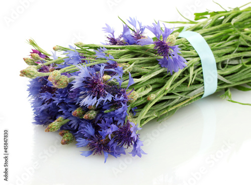 cornflowers isolated on white