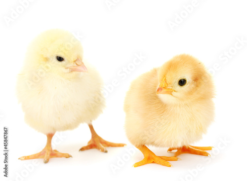 two yellow little chickens isolated on the white