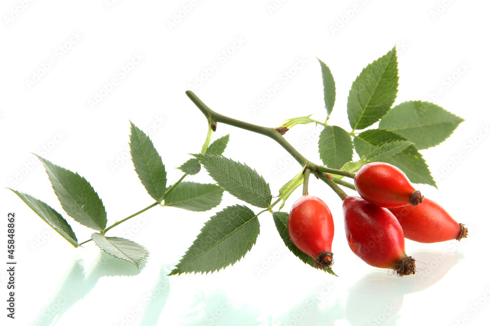 Obraz premium ripe hip roses on branch with leaves, isolated on white.