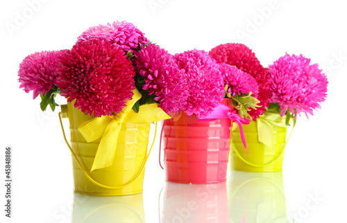 pink aster flowers in pails, isolated on white photo