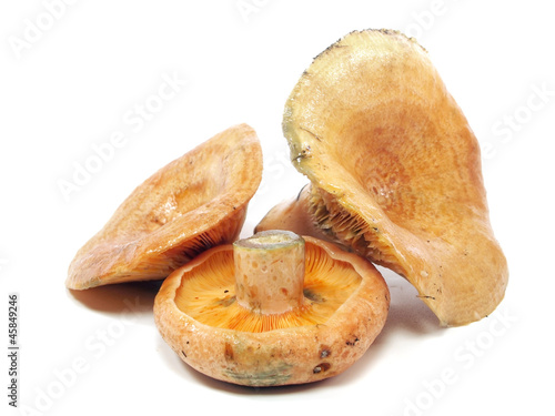 Lactarius deliciosus photo