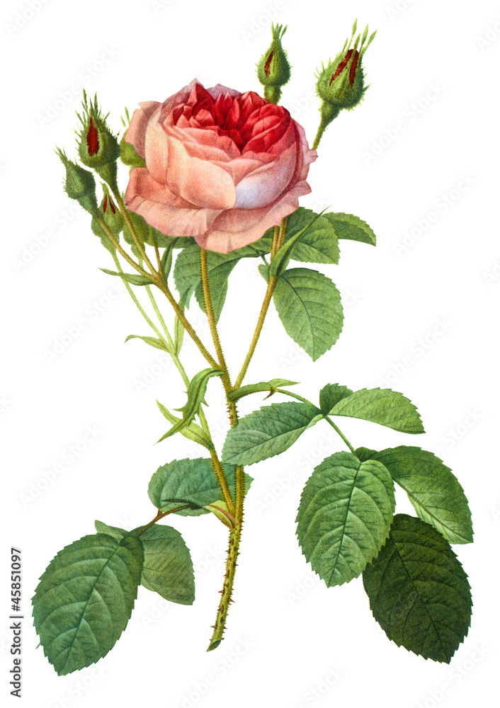 flower illustration flower illustration