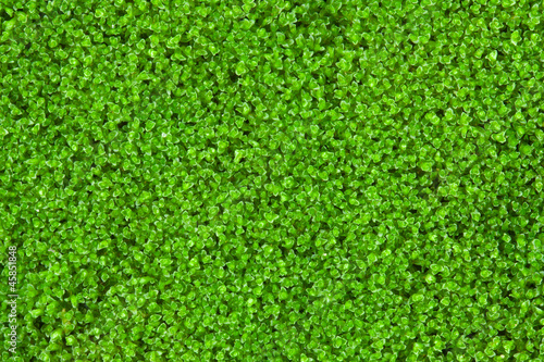 fresh green natural moss background