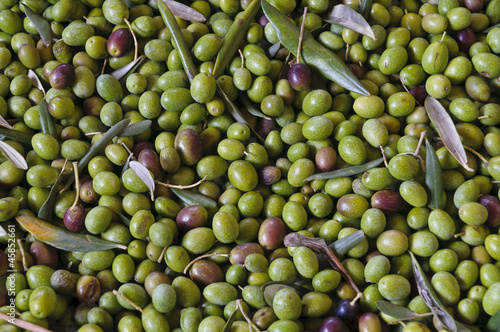 tante olive