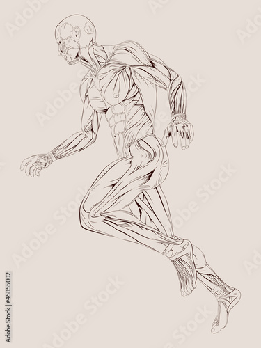 Fototapeta Vector Illustration of Human Muscle Anatomy