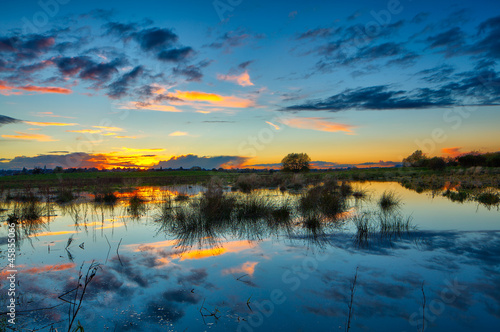 Swamp scenic © keattikorn