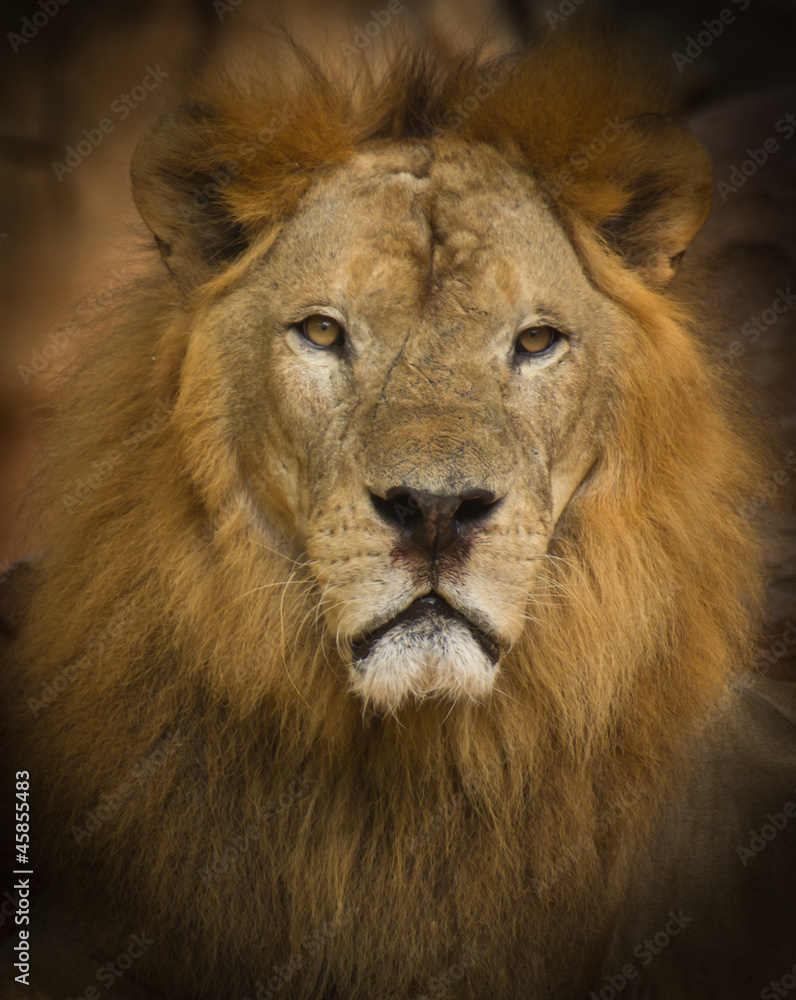 Fototapeta premium lion