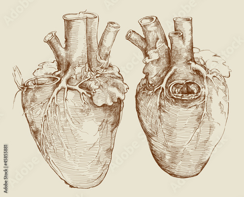 Heart. Based on drawing of Leonardo da Vinci photo