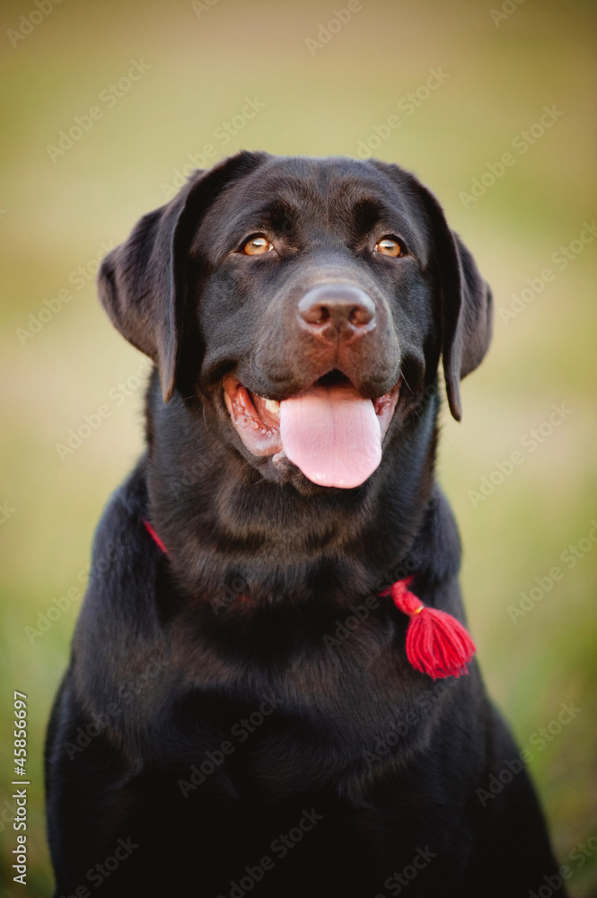 brown labrador portrait brown labrador portrait