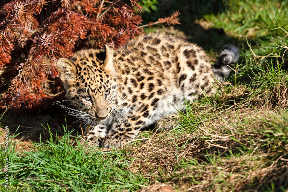 Cute Baby Amur Leopard Cub Crouching by Bush Cute Baby Amur Leopard Cub Crouching by Bush