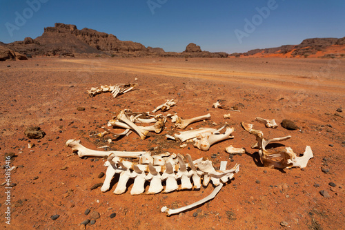 Animal bones in the desert