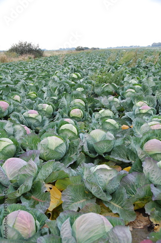 Feld mit Kohlköpfen