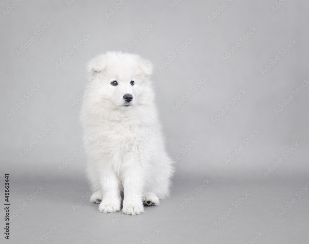 Samoyed  puppy portrait