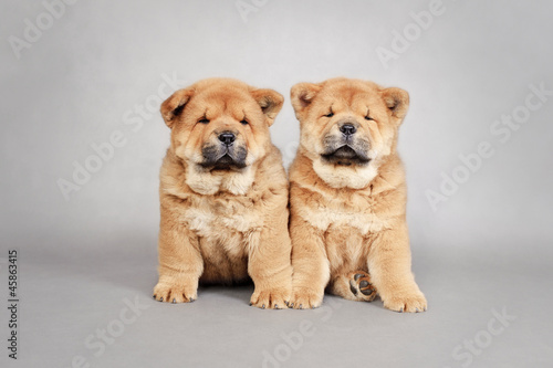 Two little Chow chow  puppies portrait © Waldemar D&#261;brow