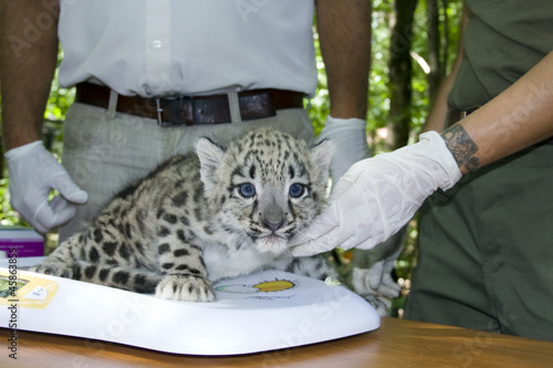 Weighting a snow leopard cub (Uncia uncia) in a zoo