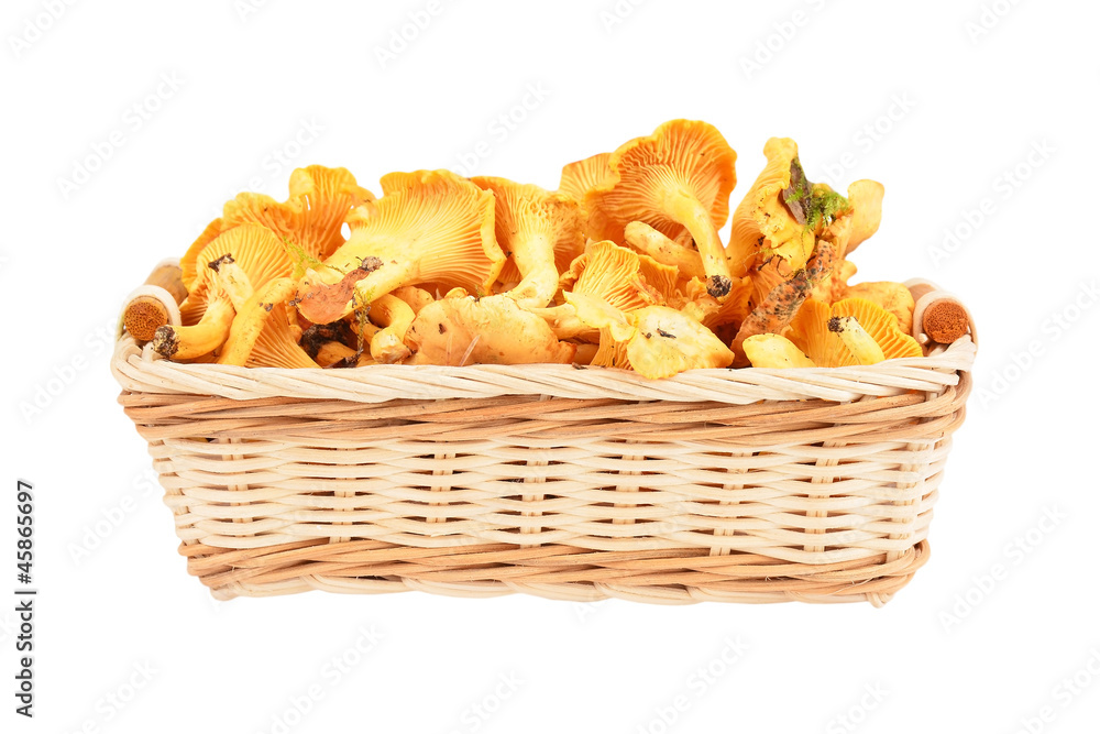 Chanterelle mushroom in basket, isolated on white background Chanterelle mushroom in basket, isolated on white background