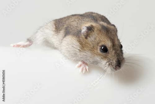 one hamster - pet
