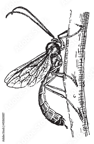 Ichneumon wasp or Ichneumon vintage engraving