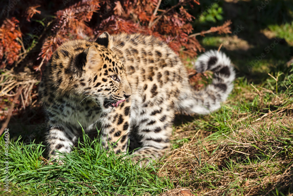 Cute Baby Amur Leopard Cub Looking Over Shoulder Cute Baby Amur Leopard Cub Looking Over Shoulder