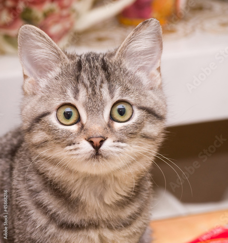 Fototapeta Naklejka Na Ścianę i Meble -  Beautiful Scottish young cat