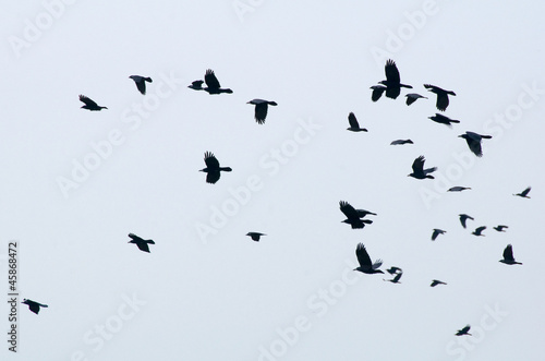 Rook - Corvus frugilegus © Gucio_55