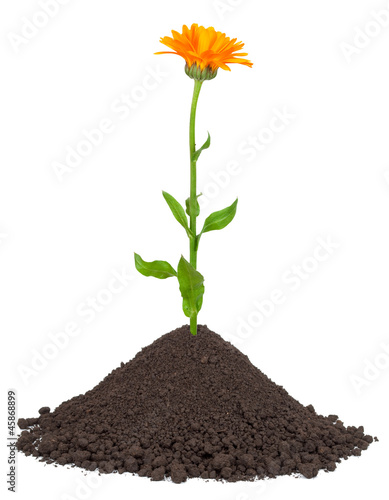 Fototapeta Naklejka Na Ścianę i Meble -  Calendula growing in a pile of soil
