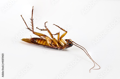 Dead cockroach © surachai